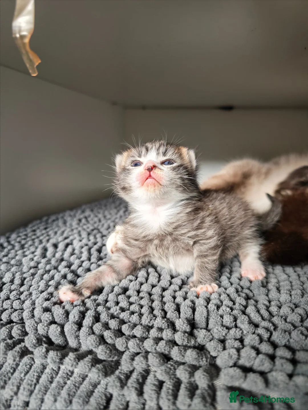 Mixed Breed cats for sale: Ragdoll cross - Advert 6