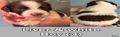 Liver & White - Boy (3)