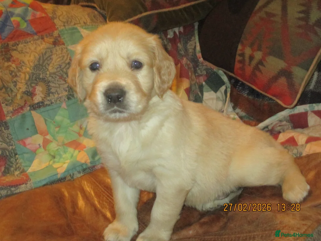 Golden Retriever dogs for sale: kc reg health tested parents - Advert 2