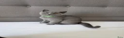 British Shorthair cats for sale: Beautiful British Shorthair Kittens for LovingHome - Advert 13