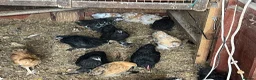 Chickens poultry for sale: Feeds, hatching eggs , chicks , growers and layers - Advert 5