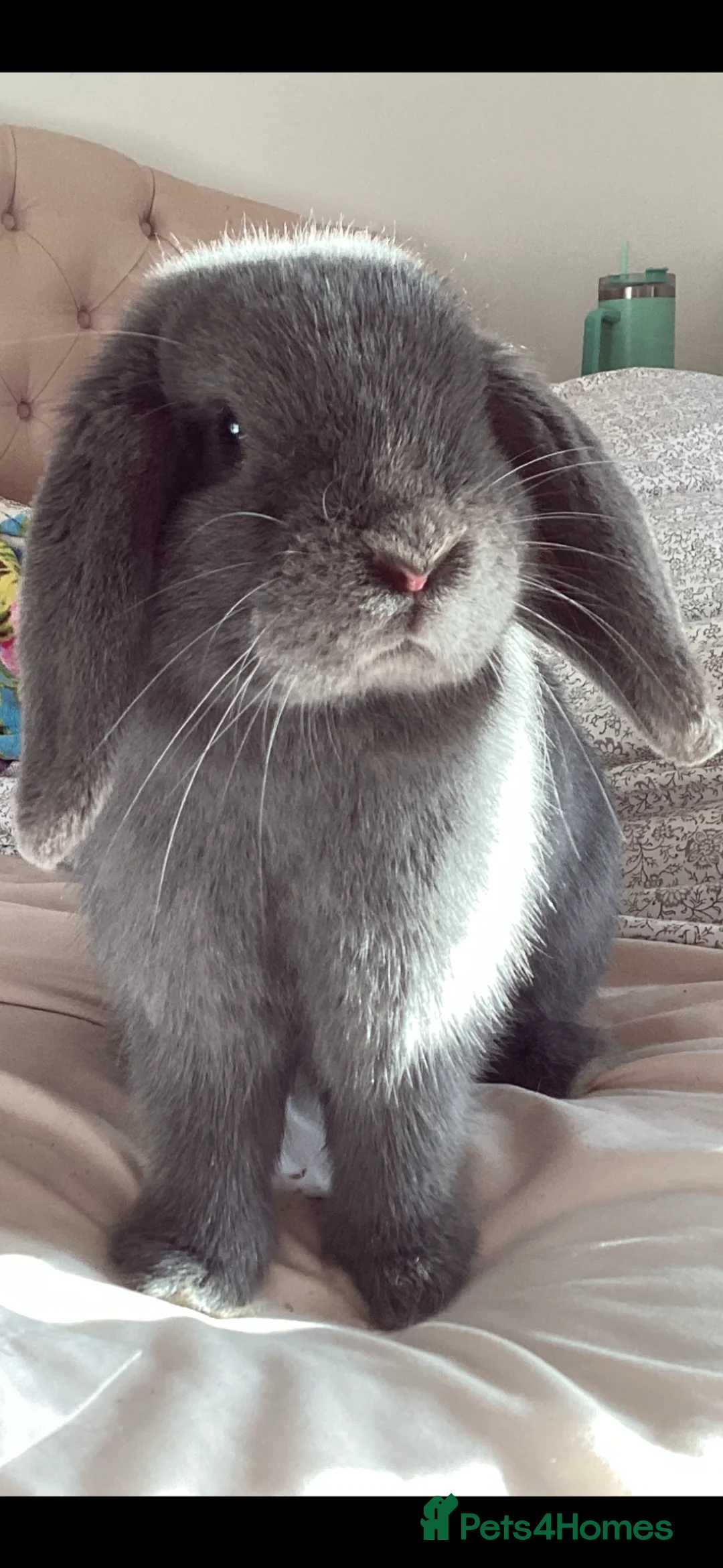 Mini Lop rabbits for sale: Mini Lop for sale  in Cardigan - Advert 1