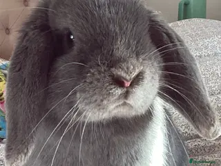 Mini Lop rabbits Mini Lop for sale - Advert 1