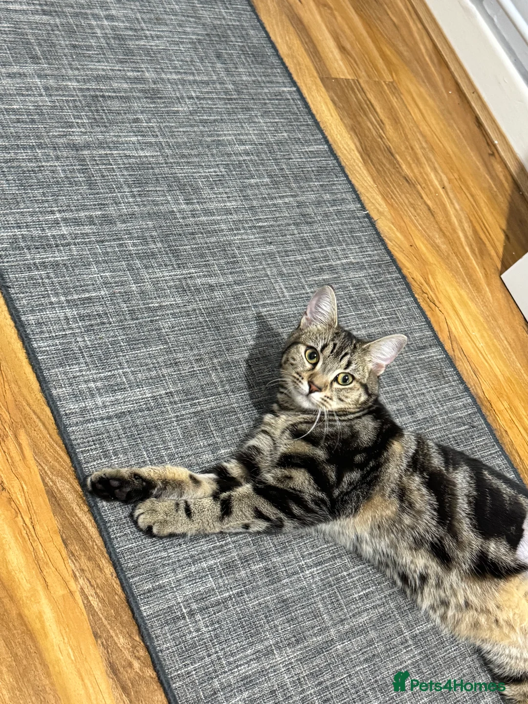 Mixed Breed cats for sale: 7 month female kitten for sale - Advert 2