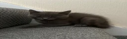 Mixed Breed cats for sale: Blue and Black Bonded Pair Male Kittens - Advert 15