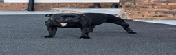 Staffordshire Bull Terrier dogs for sale: Kc reg Quality traditional sbt puppies - Advert 10