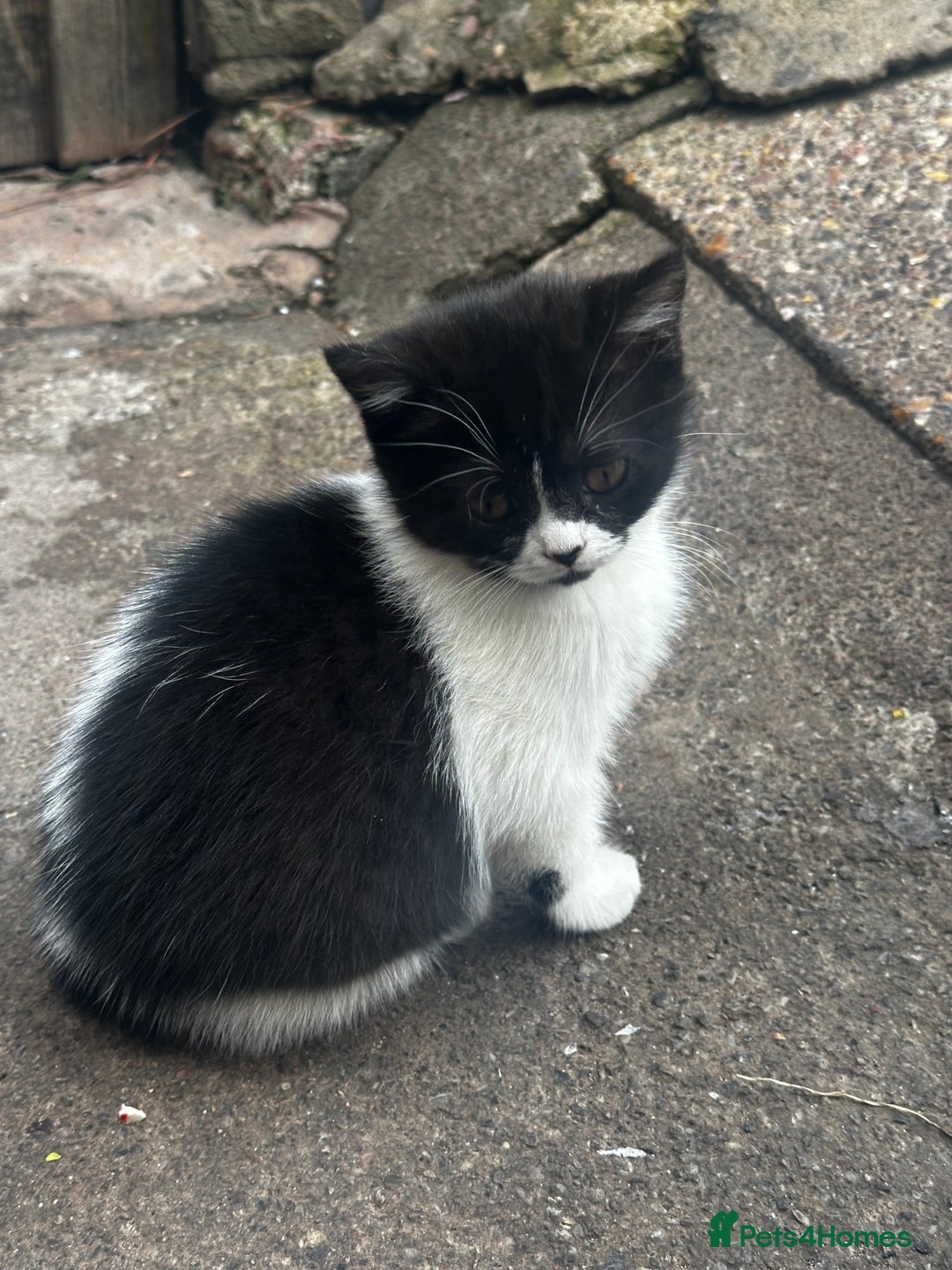 Mixed Breed cats for sale: 3 female kittens ready to go  - Image 4