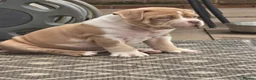 American Bully dogs for sale: Champion ABKC Line Bully Pups - Advert 2