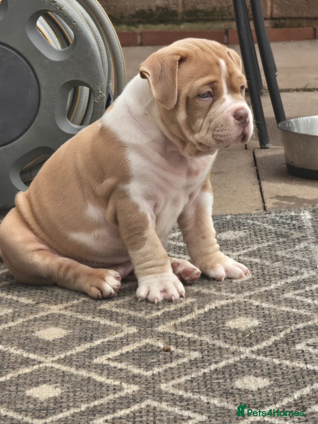 American Bully dogs for sale: Champion ABKC Line Bully Pups - Advert 2