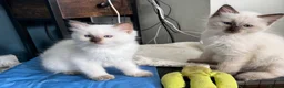 Ragdoll cats for sale: GCCF REG RAGDOLL KITTENS LILAC CHOC SEAL  - Advert 20