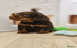Cocker Spaniel dogs for sale: 8 AMAZING KC REG WORKING COCKER SPANIEL PUPPIES - Image 5