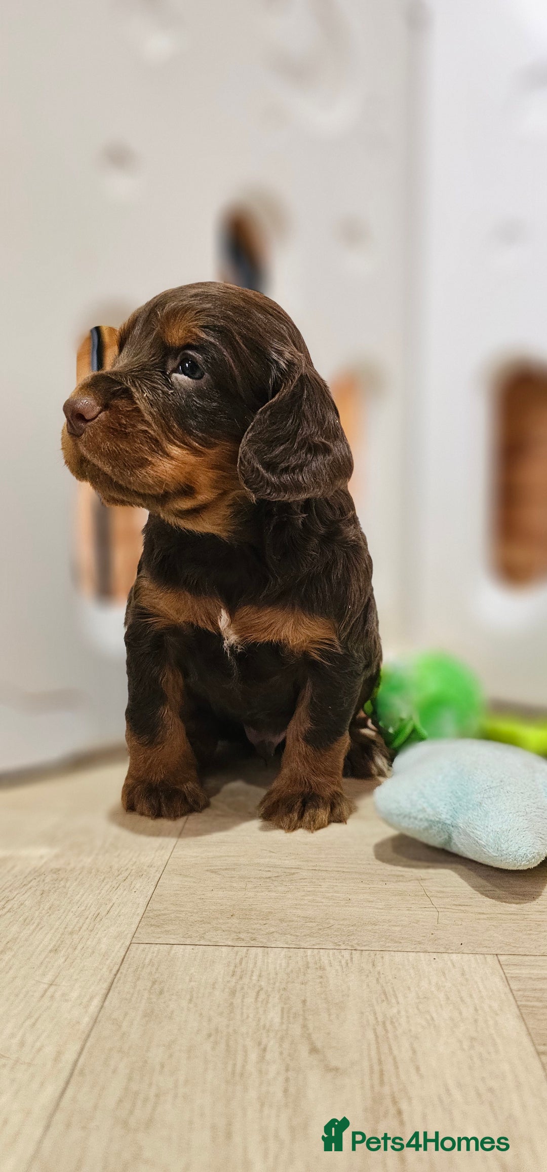 Cocker Spaniel dogs for sale: 8 AMAZING KC REG WORKING COCKER SPANIEL PUPPIES - Image 5