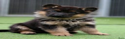 German Shepherd dogs for stud: Health Tested, Show Winner, Proven Stud Dog in London - Advert 11