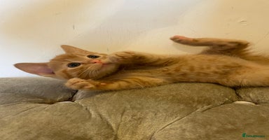 Mixed Breed cats - Advert 10