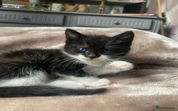 Mixed Breed cats for sale: Kittens for sale - Image 8