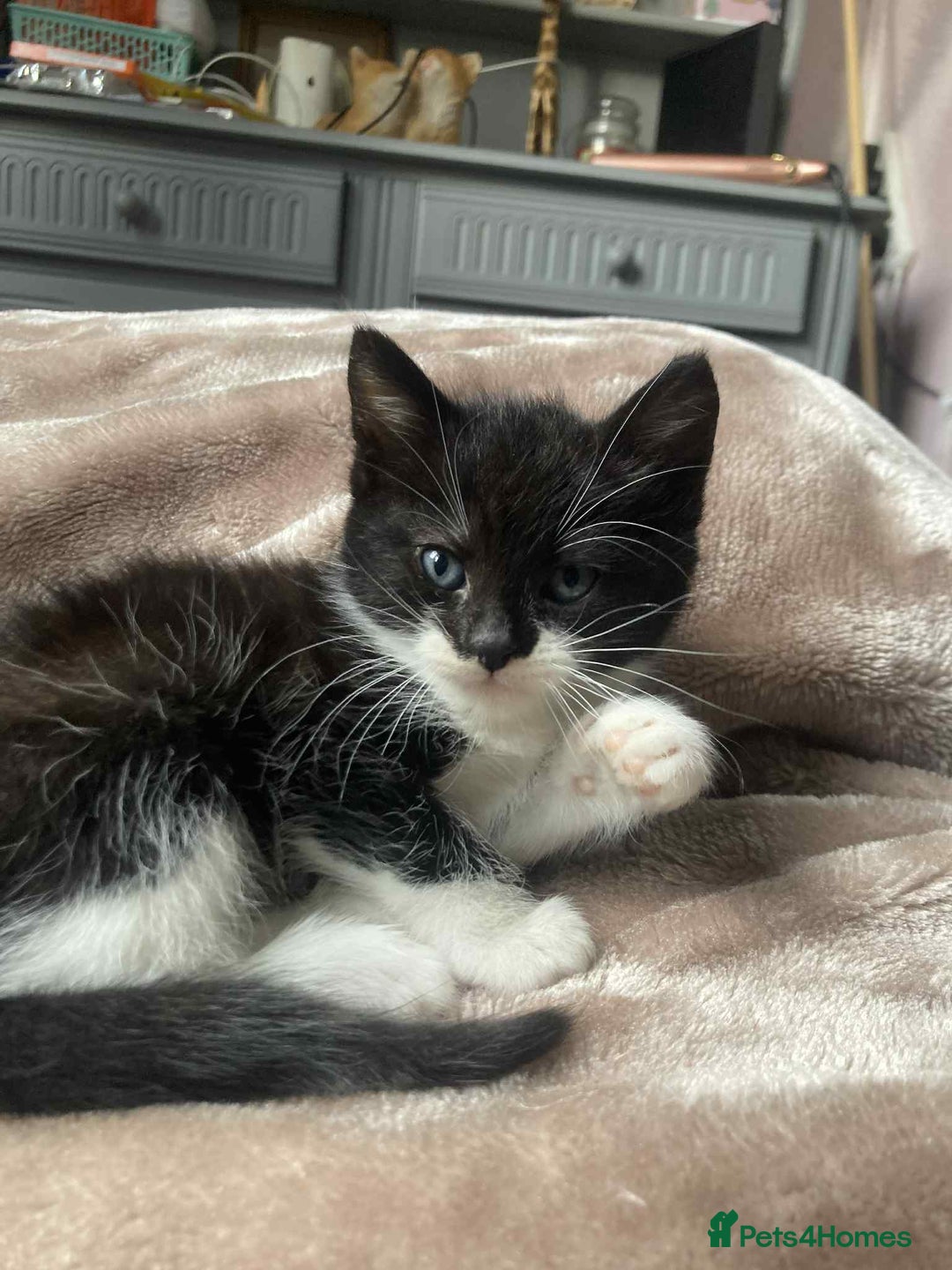 Mixed Breed cats for sale: Kittens for sale - Image 8