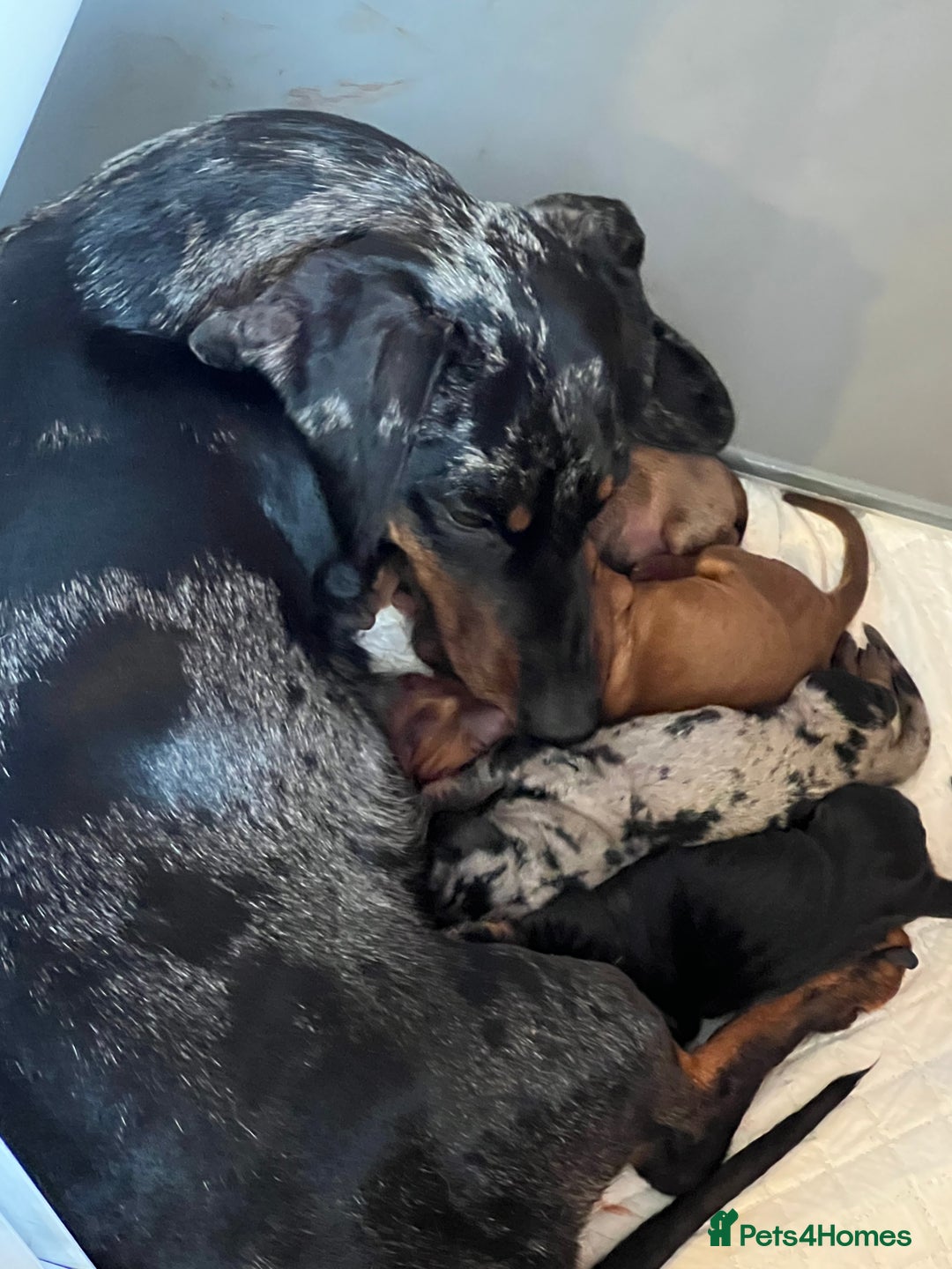 Miniature Dachshund dogs for sale: Miniature dachshund  - Image 3