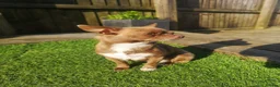 Chihuahua dogs for sale: Beautiful Smooth Coat Chihuahua - Advert 3
