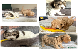 Australian Labradoodle dogs for sale: Rehoming two of these females  in Basingstoke - Image 2