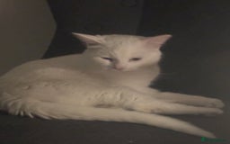 Domestic Shorthair cats for sale: free male cat 1yr 3 months  - Image 2