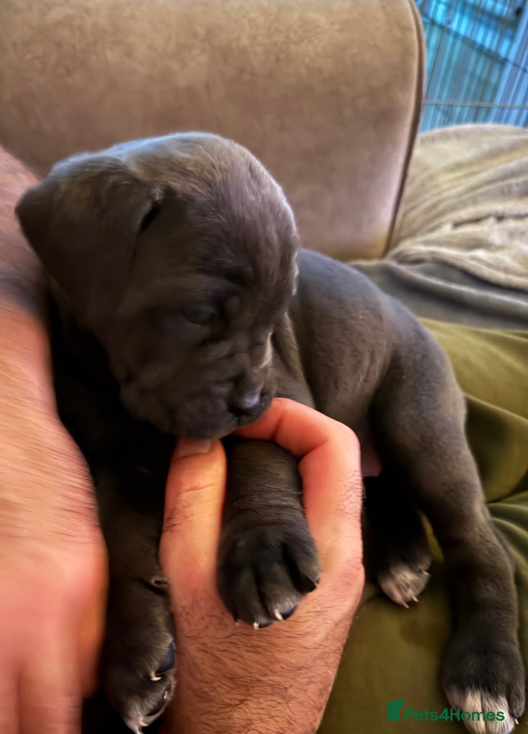 Cane Corso dogs for sale:  Stunning pure cane corso puppies - Advert 15