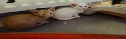 Oriental cats for sale: Gorgeous Oriental Cross Kittens - Advert 5