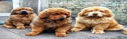 Tibetan Mastiff dogs for sale: Cute Tibetan Mastiff puppies for sale. - Advert 1