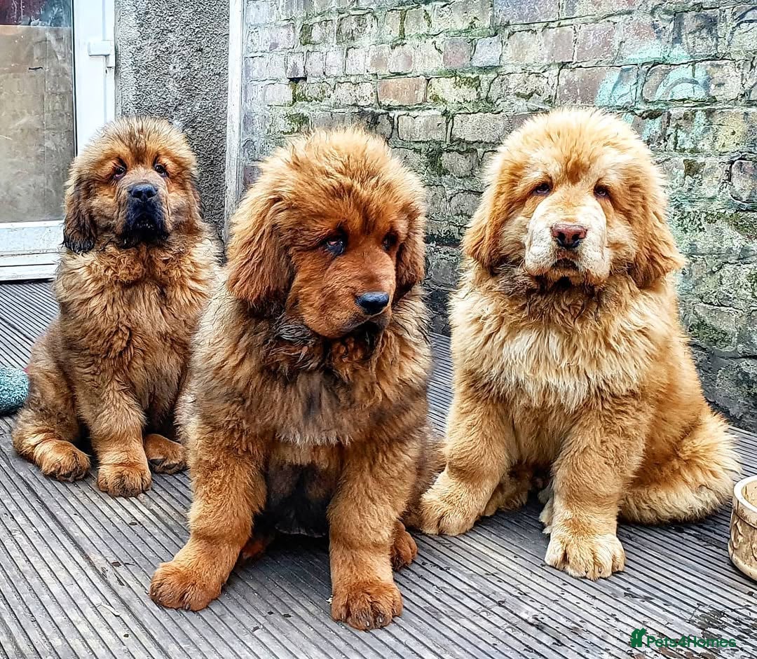 Tibetan Mastiff dogs for sale: Cute Tibetan Mastiff puppies for sale. - Advert 1