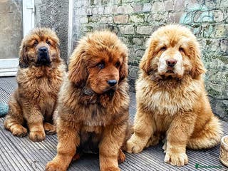Tibetan Mastiff dogs Cute Tibetan Mastiff puppies for sale. - Advert 1