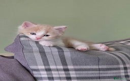 British Longhair cats for sale: 3 male kittens for sale  in Harrow - Image 4