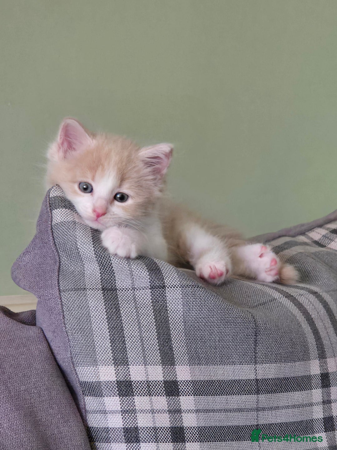 British Longhair cats for sale: 3 male kittens for sale  in Harrow - Image 4