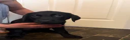 Labrador Retriever dogs for sale: Labrador puppies looking for a new forever home - Advert 8