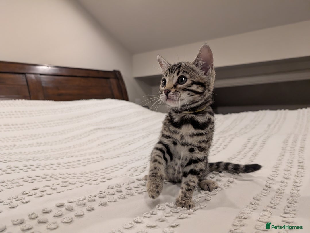 Bengal cats for sale: 🖤🤎 Gorgeous Bengal Kittens 🤎🖤 - Advert 12