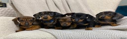Miniature Dachshund dogs for sale: KC PRA CLR Miniature dachshunds  - Advert 22
