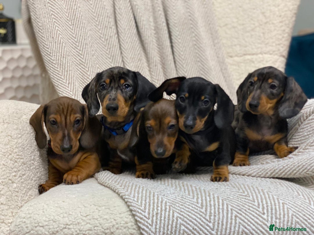 Miniature Dachshund dogs for sale: KC PRA CLR Miniature dachshunds  - Advert 22