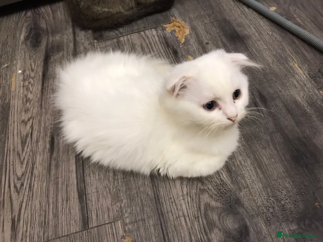 Scottish Fold cats for sale: Kittens  - Advert 6