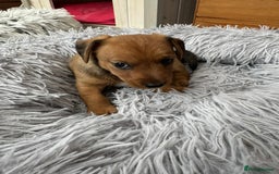 Mixed Breed dogs for sale: Jack Russel x Lucas Terrier Puppies - Image 16
