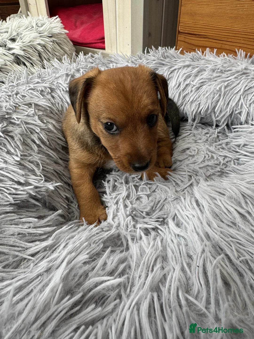 Mixed Breed dogs for sale: Jack Russel x Lucas Terrier Puppies - Image 16