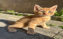 Mixed Breed cats for sale: Gorgeous kittens  - Image 4