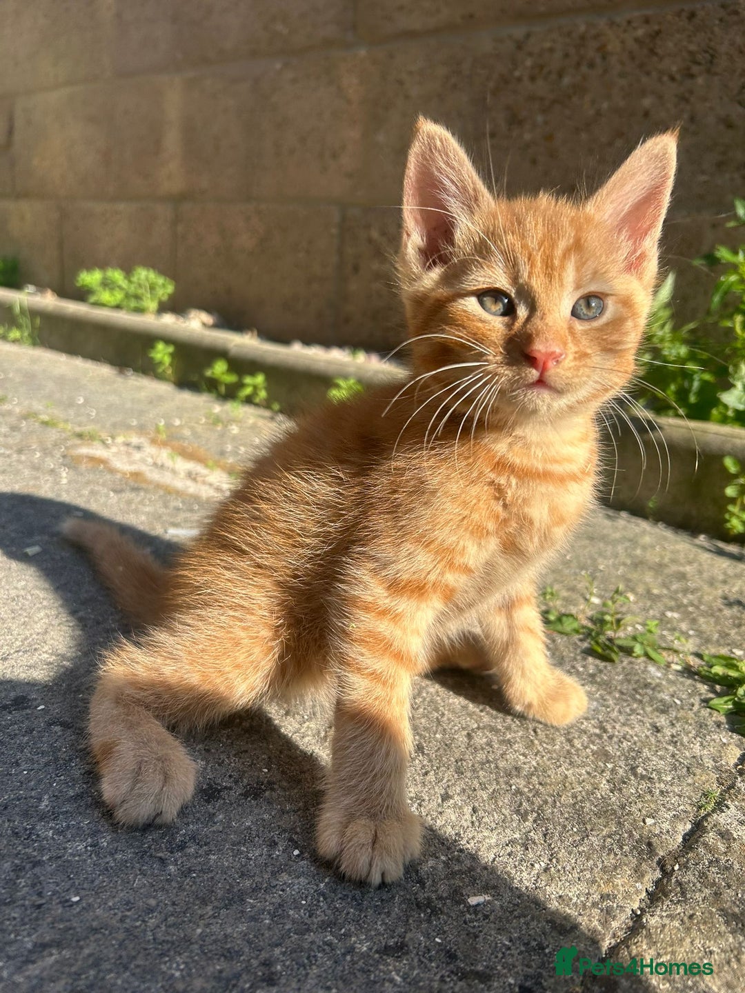 Mixed Breed cats for sale: Gorgeous kittens  - Image 4