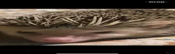 Pygmy Hedgehog rodents for sale: Hand Tame Pygmy Hedgehog with cage & accessories  - Advert 8