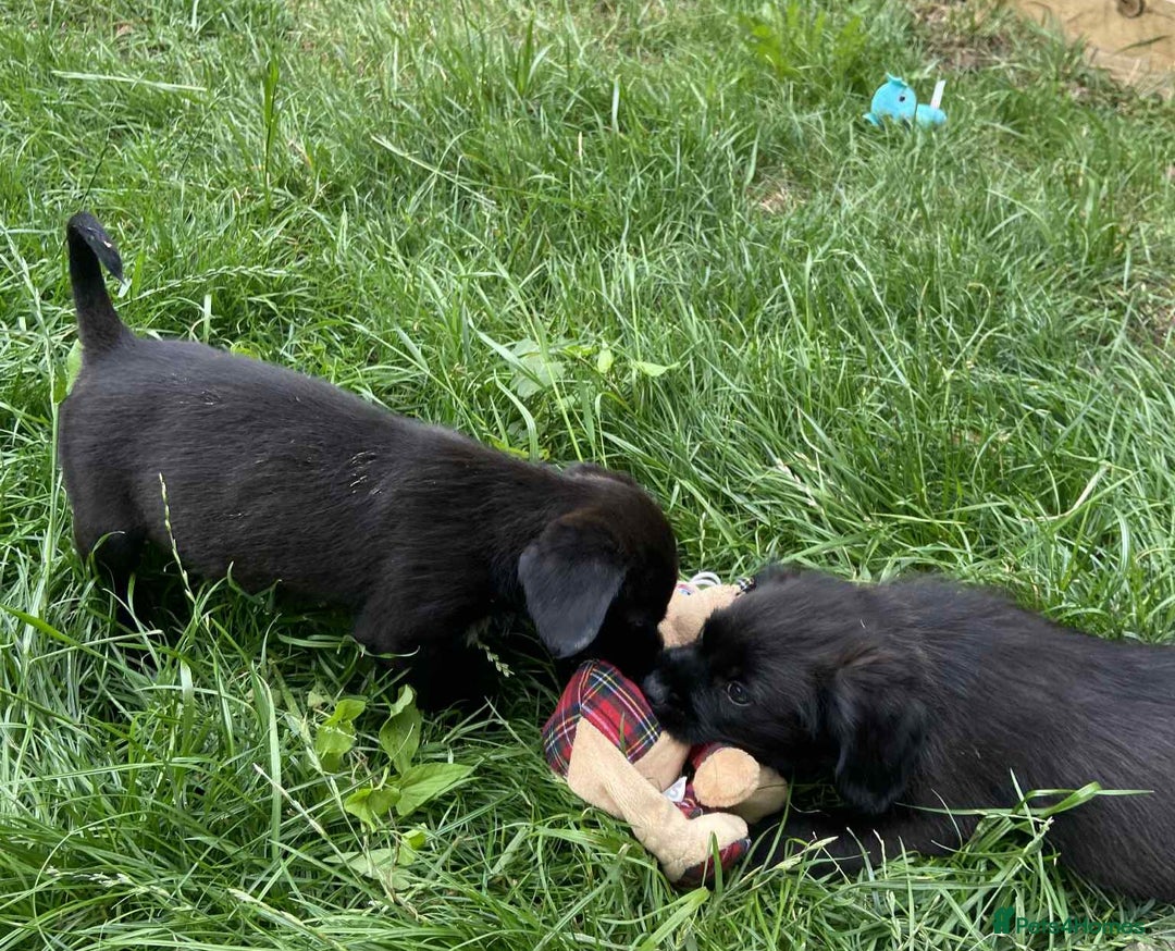 Mixed Breed dogs for sale: Gorgeous Jack x chihauhua pups ❤️ - Image 6