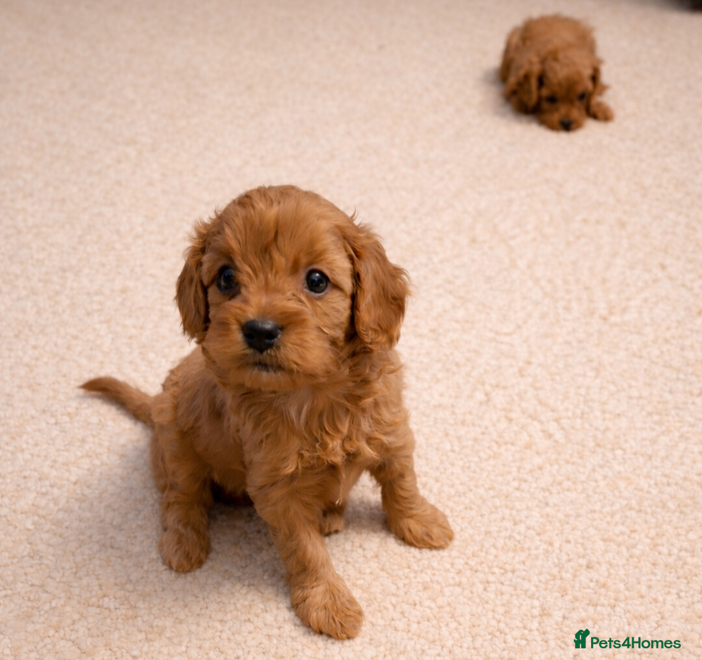 Cavapoo dogs Health tested toy Cavapoos  - Advert 2