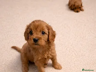 Cavapoo dogs Health tested toy Cavapoos - Advert 4