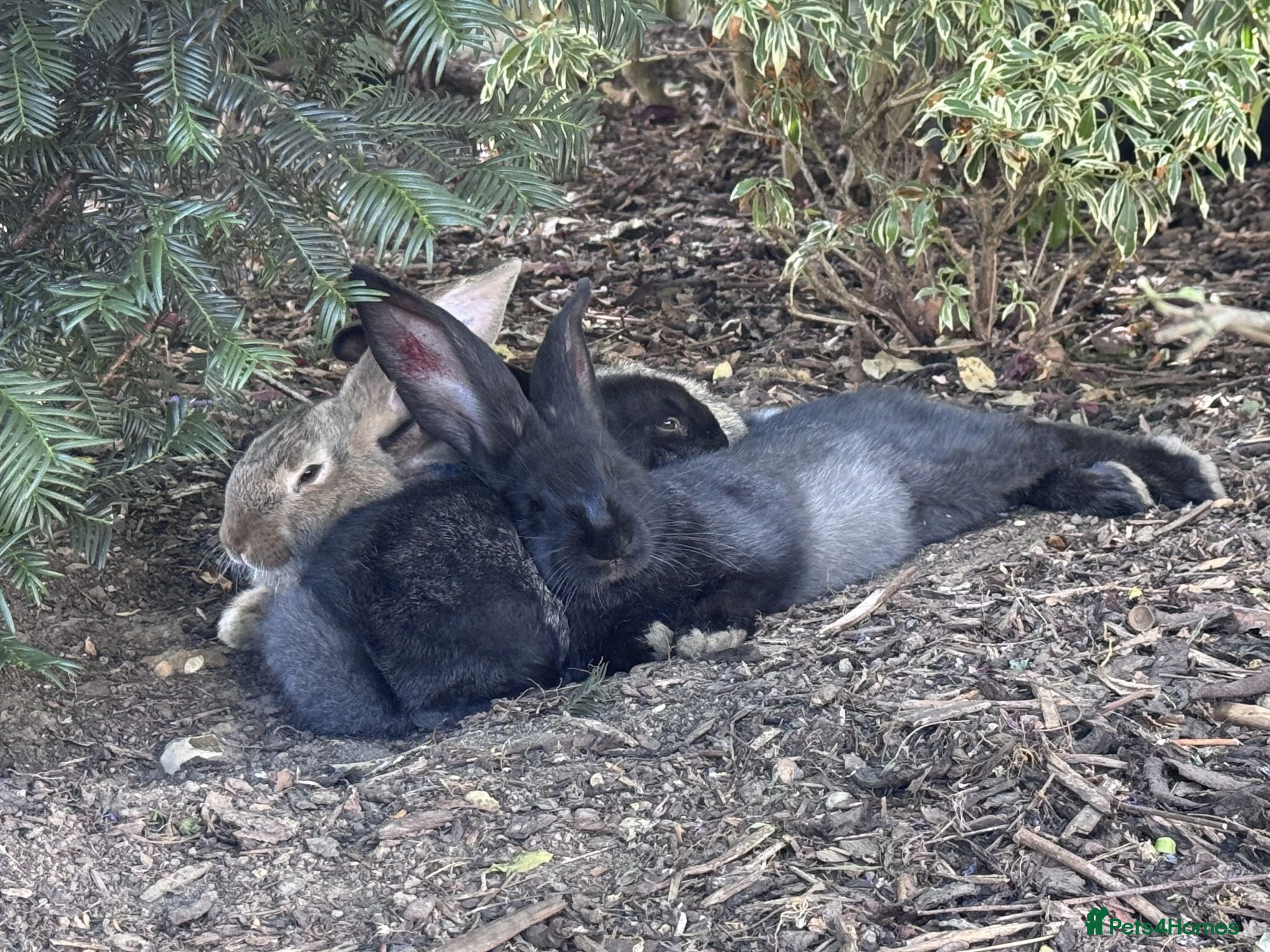 Continental Giant rabbits 3 x 12 Week Black Buck Continental Giants for sale - Advert 2