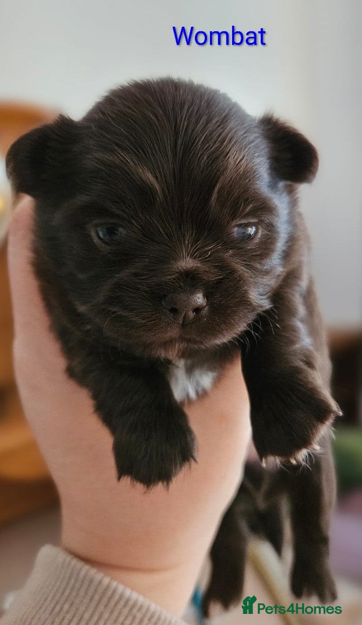 Chihuahua dogs ✨ Long haired Boys from Russian lines ✨ - Advert 15