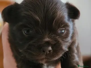 Chihuahua dogs ✨ Long haired Boys from Russian lines ✨ - Advert 15