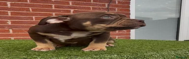 American Bully 6