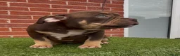 American Bully dogs for sale: Quality Pocket bully pups - Advert 12