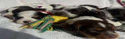 Cocker Spaniel dogs for sale: Bred From Extensively Health Tested Parents - Advert 14